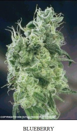 Blueberry Perpelhaze.jpg