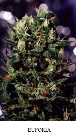 Euforia Euforia