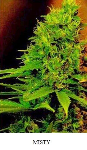 Misty
