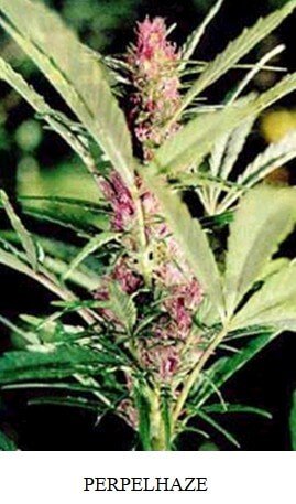 Perpelhaze Perpelhaze.jpg