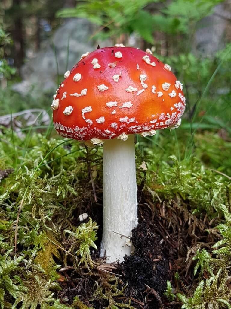 amanite tue mouche Amanite tue Mouche