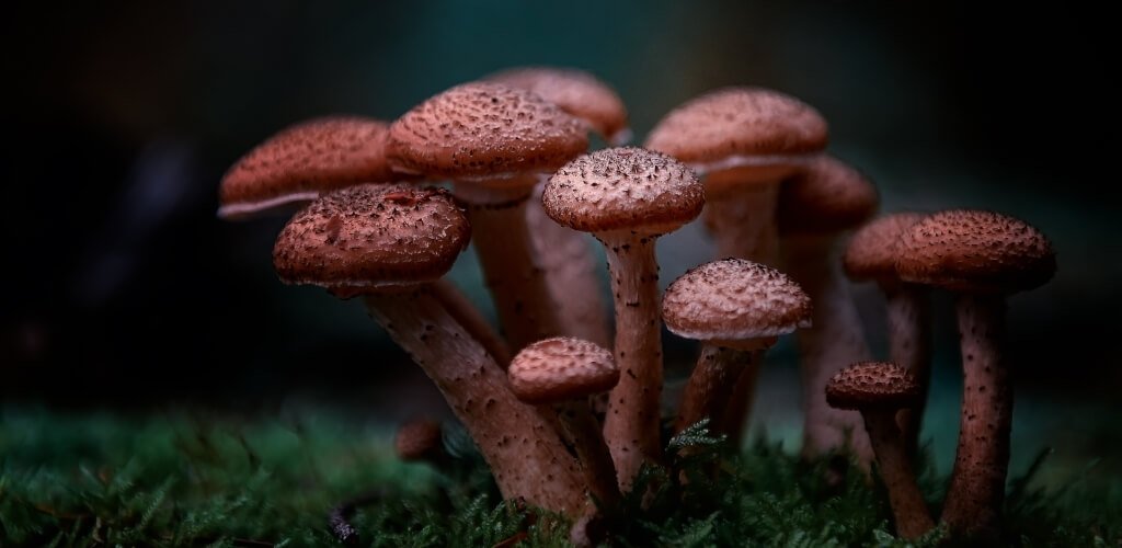 A selective closeup shot of red Agaricus mushroom in the forest champignons hallucinogènes