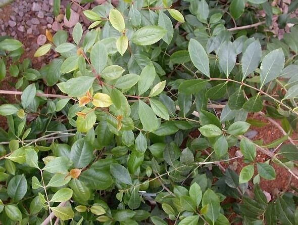 feuilles de khat d un arbustre