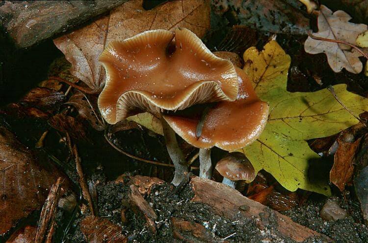 psilocybe_cyanescens_gm6 psilocybe_cyanescens_gm6